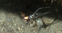 Pareques acuminatus