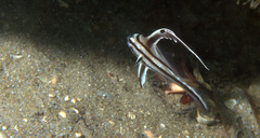 Pareques acuminatus
