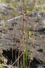 Juncus arcticus