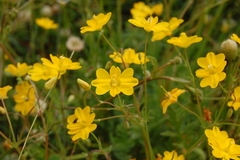 Hypecoum procumbens