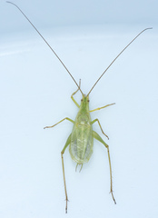 Oecanthus argentinus