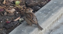 Passer domesticus