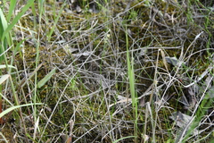 Juncus brachyspathus