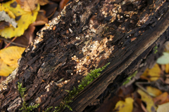 Sphaerobolus stellatus