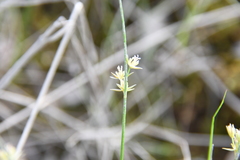 Juncus brachyspathus