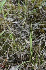 Juncus brachyspathus