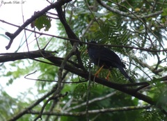 Turdus serranus