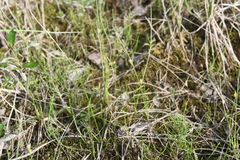 Juncus brachyspathus