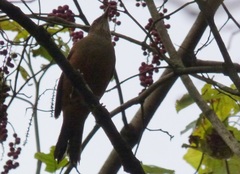 Turdus serranus