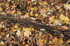 Sphaerobolus stellatus