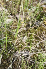 Juncus brachyspathus