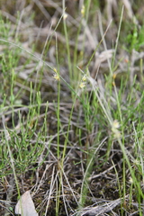 Juncus brachyspathus