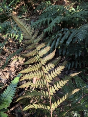Dryopteris fuscipes