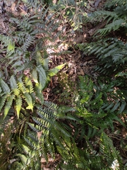 Dryopteris fuscipes