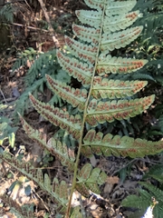 Dryopteris fuscipes