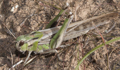 Locusta migratoria cinerascens