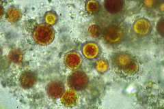 Haematococcus lacustris