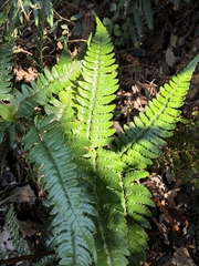 Dryopteris fuscipes