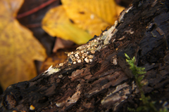 Sphaerobolus stellatus