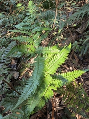 Dryopteris fuscipes