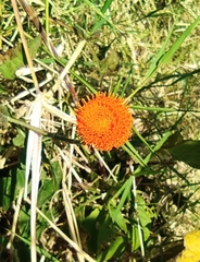 Verbesina crocata