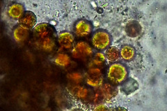 Haematococcus lacustris