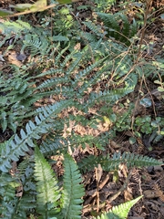 Dryopteris fuscipes