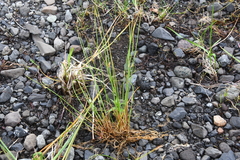 Juncus brachyspathus