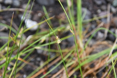Juncus brachyspathus