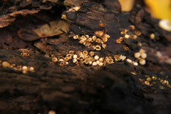 Sphaerobolus stellatus