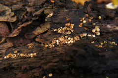 Sphaerobolus stellatus