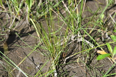 Juncus brachyspathus