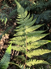 Dryopteris fuscipes