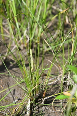 Juncus brachyspathus