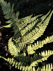 Dryopteris fuscipes