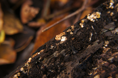 Sphaerobolus stellatus