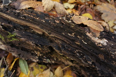 Sphaerobolus stellatus