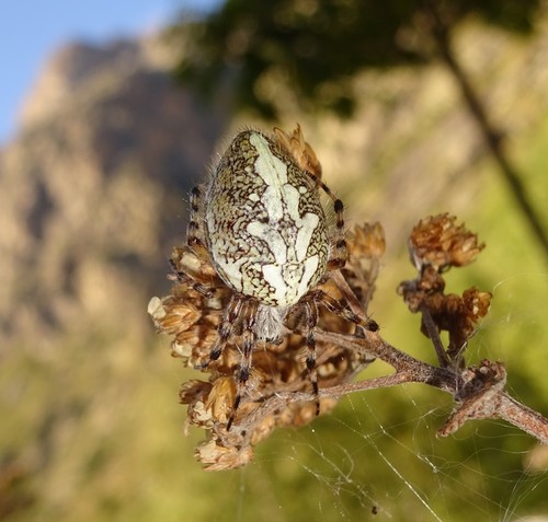 Aculepeira
