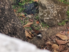 Campylorhynchus chiapensis