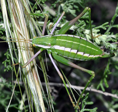 Odontura aspericauda