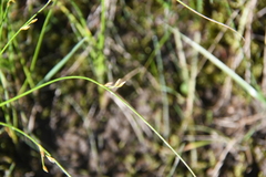 Juncus brachyspathus
