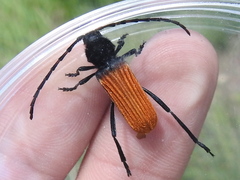 Tragidion densiventre