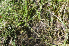 Juncus brachyspathus
