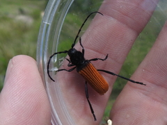 Tragidion densiventre