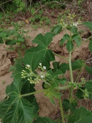 Cnidoscolus multilobus