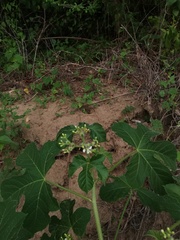 Cnidoscolus multilobus