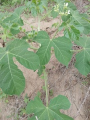 Cnidoscolus multilobus