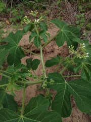 Cnidoscolus multilobus