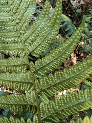 Dryopteris fuscipes