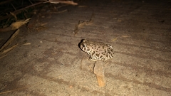 Anaxyrus compactilis